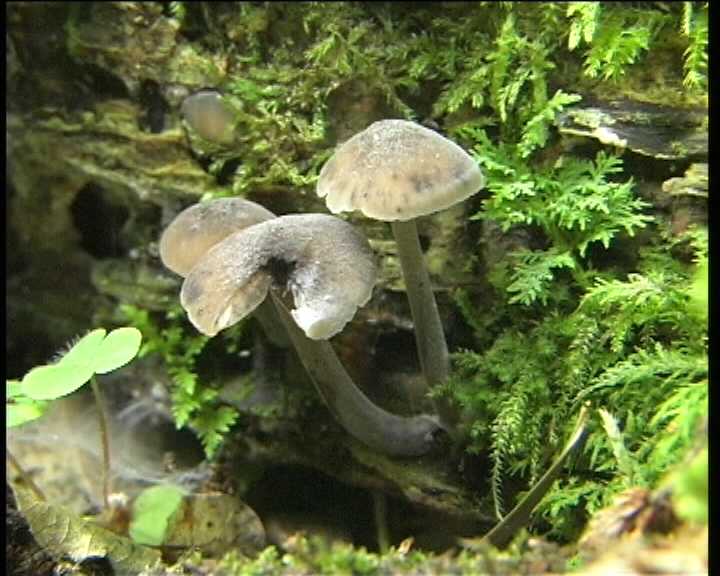 Hydropus atramentosus (Kalchbr.) Kotl. & Pouz.
